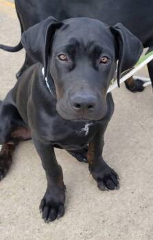 Rescue Black Labrador Retriever and Doberman Pinscher Dogs for Adoption in Sioux City, Iowa - Harvey | PetCurious