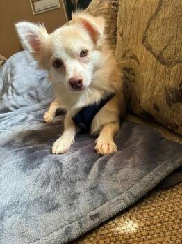 Pomeranian and Mixed Breed Dogs Available for Adoption in Valley Stream, New York - Angelo | PetCurious