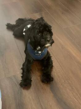Spot -  Shih Tzu and Yorkshire Terrier Dog for Adoption in Lafayette, California - Spot | PetCurious