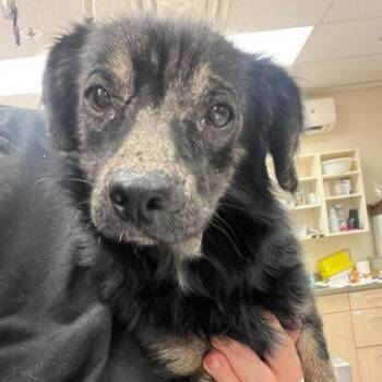James -  Mixed Breed Dog for Adoption in North Charleston, South Carolina - James | PetCurious