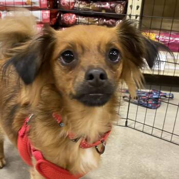 Chihuahua Dogs Available for Adoption - PRINCE | PetCurious