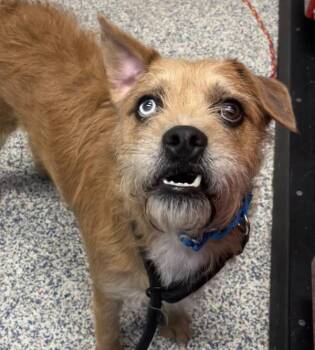 Buddy -  Terrier Dog for Adoption in Golden, Colorado - Buddy | PetCurious