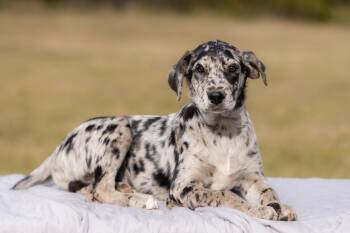 Pinto -  Catahoula Leopard Dog Dog for Adoption in Okolona, Mississippi - Pinto | PetCurious