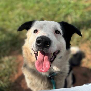 Rufio -  Border Collie and Mixed Breed Dog for Adoption in York, Pennsylvania - Rufio | PetCurious