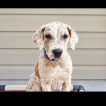 Heath -  Hound Dog for Adoption in Copiague, New York - Heath | PetCurious