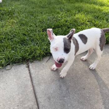 Kiwi -  Mixed Breed Dog for Adoption in Madison, Wisconsin - Kiwi | PetCurious