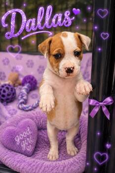 Dallas -  Pit Bull Terrier Dog for Adoption in Mansfield, Texas - Dallas | PetCurious