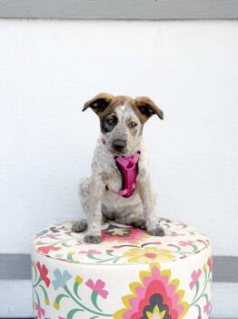 Cattle Dog and Mixed Breed Dogs Available for Adoption in Savage, Minnesota - Petunia | PetCurious