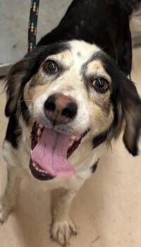 Rescue Spaniel and Border Collie Dogs for Adoption in Marion, Massachusetts - Reba | PetCurious