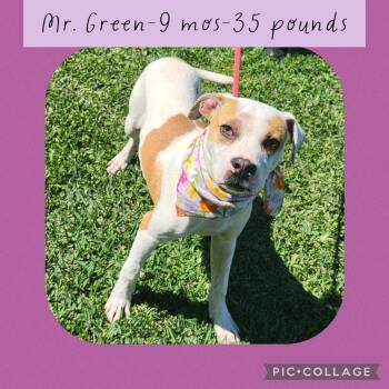 Terrier Dogs Available for Adoption - Mr. Green | PetCurious