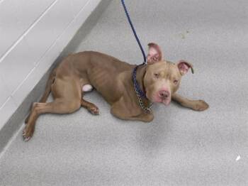 ANTONIO -  Boxer and Mixed Breed Dog for Adoption in Omaha, Nebraska - ANTONIO | PetCurious