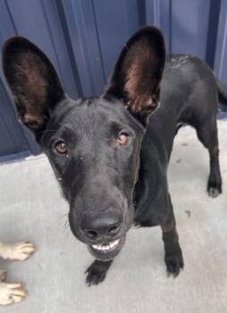 Mera -  German Shepherd Dog Dog for Adoption in Hoffman Estates, Illinois - Mera | PetCurious