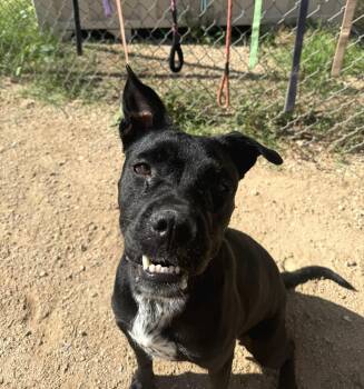 Olivia -  Pit Bull Terrier Dog for Adoption in Sierra Vista, Arizona - Olivia | PetCurious