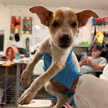Chardonnay -  Cattle Dog Dog for Adoption in Edinburg, Texas - Chardonnay | PetCurious