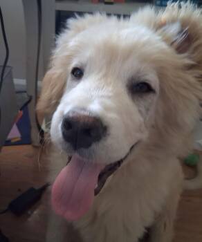 Great Pyrenees and Labrador Retriever Dogs Available for Adoption - Logan | PetCurious