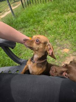 Dachshund and Chihuahua Dogs Available for Adoption in Nacogdoches, Texas - Maya | PetCurious