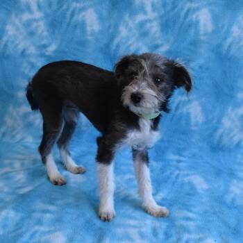 Casimira -  Terrier Dog for Adoption in Eureka, California - Casimira | PetCurious