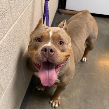 Bijou -  Mixed Breed Dog for Adoption in Dekalb, Illinois - Bijou | PetCurious