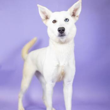 Oakley -  Mixed Breed Dog for Adoption in Portland, Oregon - Oakley | PetCurious