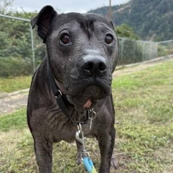 Rescue Mixed Breed Dogs for Adoption in Roseburg, Oregon - Zero | PetCurious