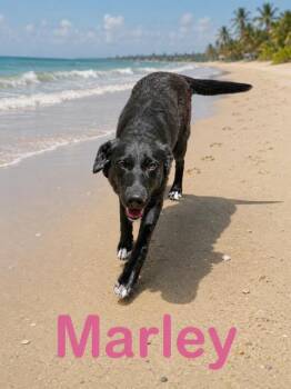 Australian Shepherd Dogs Available for Adoption in Zimmerman, Minnesota - Marley | PetCurious