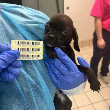 Sporky -  Mixed Breed Dog for Adoption in Charleston, West Virginia - Sporky | PetCurious