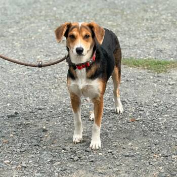 Newt -  Beagle and Mixed Breed Dog for Adoption in Aldie, Virginia - Newt | PetCurious