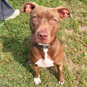 Gardenia -  American Staffordshire Terrier Dog for Adoption in Franklin, North Carolina - Gardenia | PetCurious