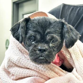 Fancy -  Shih Tzu Dog for Adoption in Franklin, Tennessee - Fancy | PetCurious