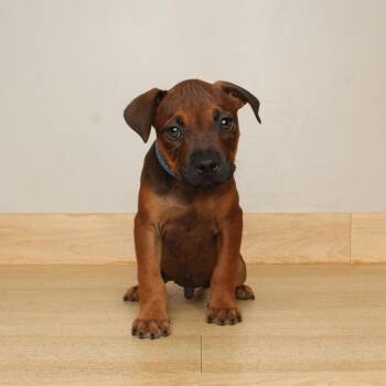 Rodrigo D70515 -  Terrier and Mixed Breed Dog for Adoption in Minnetonka, Minnesota - Rodrigo D70515 | PetCurious
