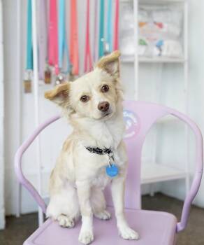Spaniel Dogs Available for Adoption in Pasadena, California - Allie | PetCurious