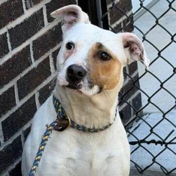Staffordshire Bull Terrier Dogs Available for Adoption in Charlottesville, Virginia - Lumi, A Beauty! | PetCurious