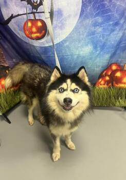 AC-5427 "Carrie" -  Husky and Alaskan Malamute Dog for Adoption in Conyers, Georgia - AC-5427 "Carrie" | PetCurious