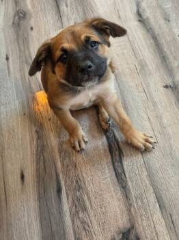 German Shepherd Dog and Hound Dogs Available for Adoption in Hinton, West Virginia - Poppi Pasqua (6wo, 10lbs) | PetCurious