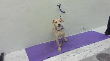 A2077986 -  American Staffordshire Terrier and Mixed Breed Dog Available for Adoption in Houston, Texas - A2077986 | PetCurious