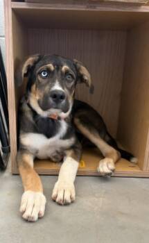 **WALDO** -  Labrador Retriever and Great Dane Dog for Adoption in North Prairie, Wisconsin - **WALDO** | PetCurious