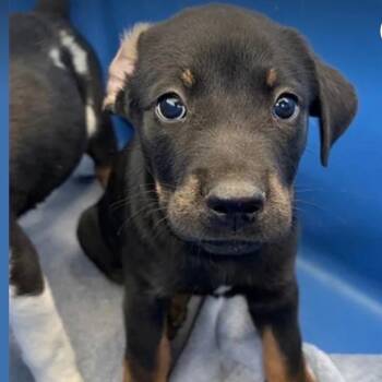 Kassidy -  Shepherd Dog for Adoption in Copiague, New York - Kassidy | PetCurious