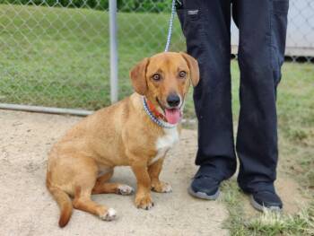 Rescue Basset Hound Dogs for Adoption in Ossining, New York - Susie | PetCurious