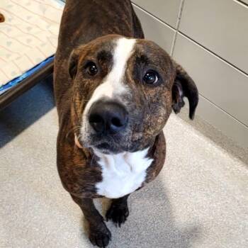 Dillon -  Pit Bull Terrier and Mixed Breed Dog for Adoption - Dillon | PetCurious