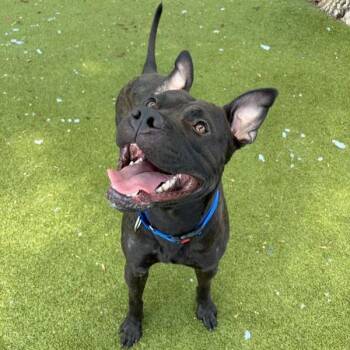 Tintin -  Mixed Breed and Pit Bull Terrier Dog for Adoption in Austin, Texas - Tintin | PetCurious
