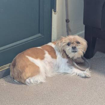 Richie -  Shih Tzu Dog for Adoption in Pasadena, California - Richie | PetCurious