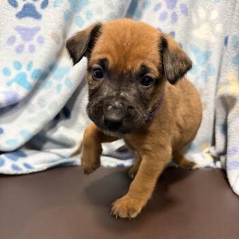 Weaver -  Terrier and Mixed Breed Dog for Adoption in Cabot, Arkansas - Weaver | PetCurious