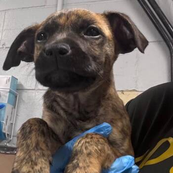 Gully -  Mixed Breed Dog for Adoption in Summerville, South Carolina - Gully | PetCurious