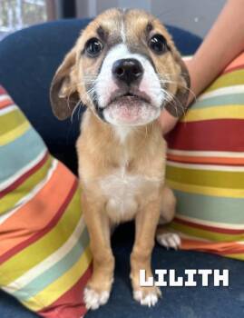 Lilith -  Labrador Retriever and American Bully Dog for Adoption in Dyersburg, Tennessee - Lilith | PetCurious