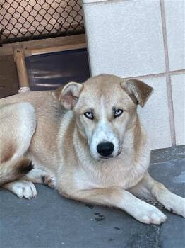 Golden Retriever and Mixed Breed Dogs Available for Adoption in Corpus Christi, Texas - VERONICA | PetCurious