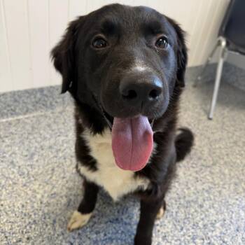 Border Collie and Mixed Breed Dogs Available for Adoption - Argos | PetCurious