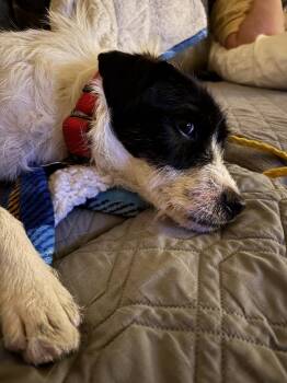 Kevin Shiela -  Terrier Dog for Adoption in Boston, Massachusetts - Kevin Shiela | PetCurious