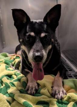 Terrier and Mixed Breed Dogs Available for Adoption - Maile | PetCurious