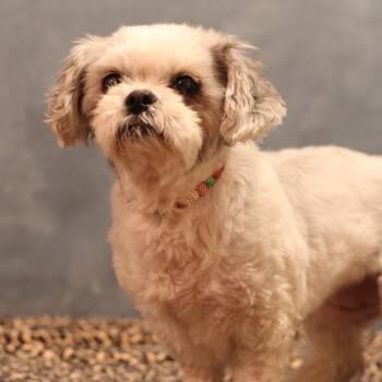 Shih Tzu Dogs Available for Adoption in Yukon, Oklahoma - Contessa | PetCurious