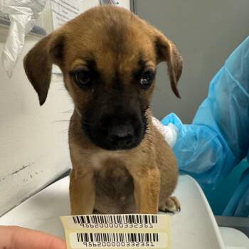 Yellow Roses -  Mixed Breed Dog for Adoption in Charleston, West Virginia - Yellow Roses | PetCurious